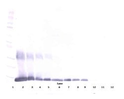 Invitrogen Galectin 1 Polyclonal Antibody, Biotin, PeproTech , Invitrogen