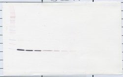 IL-22 Polyclonal Antibody, PeproTech , Invitrogen:Antibodies:Primary Antibodies