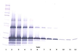 Invitrogen WISP2 Polyclonal Antibody, Biotin, PeproTech , Invitrogen 25