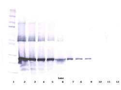 Invitrogen WISP2 Polyclonal Antibody, Biotin, PeproTech , Invitrogen 25