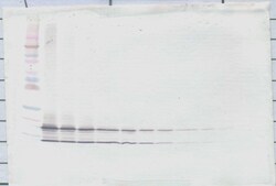 PeproTech CCL4 Polyclonal Antibody, PeproTech , Invitrogen 100 &mu;g; Unconjugated:Antibodies,