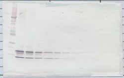 PeproTech CCL4 Polyclonal Antibody, PeproTech , Invitrogen 100 &mu;g; Unconjugated:Antibodies,