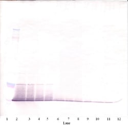Invitrogen RELM alpha Polyclonal Antibody, Biotin, PeproTech , Invitrogen
