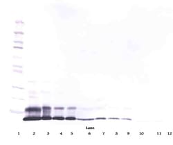 Invitrogen RELM alpha Polyclonal Antibody, Biotin, PeproTech , Invitrogen