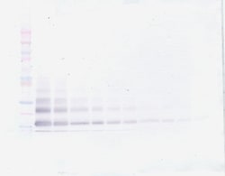 Invitrogen RELM beta Polyclonal Antibody, PeproTech , Invitrogen 100 &mu;g;