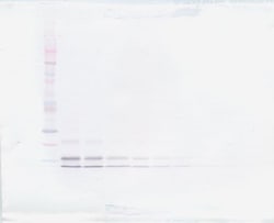 Invitrogen RELM beta Polyclonal Antibody, PeproTech , Invitrogen 100 &mu;g;