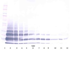 Invitrogen RELM beta Polyclonal Antibody, Biotin, PeproTech , Invitrogen