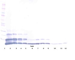 Invitrogen RELM beta Polyclonal Antibody, Biotin, PeproTech , Invitrogen