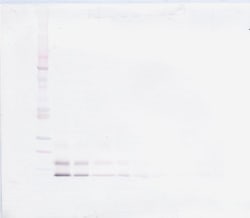 PeproTech RELM beta Polyclonal Antibody, PeproTech , Invitrogen:Antibodies:Primary