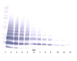 Invitrogen RELM beta Polyclonal Antibody, Biotin, PeproTech , Invitrogen