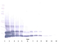 Invitrogen RELM beta Polyclonal Antibody, Biotin, PeproTech , Invitrogen