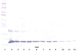 Invitrogen IL-1 alpha Polyclonal Antibody, PeproTech , Invitrogen 100 &mu;g;