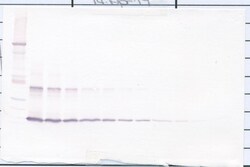 IL-1 alpha Polyclonal Antibody, Biotin, PeproTech , Invitrogen:Antibodies:Primary