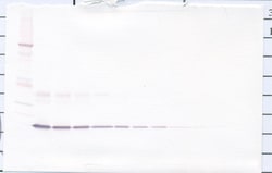 IL-1 alpha Polyclonal Antibody, Biotin, PeproTech , Invitrogen:Antibodies:Primary