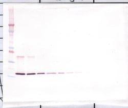 Invitrogen IL-1 beta Polyclonal Antibody, PeproTech , Invitrogen 100 &mu;g;