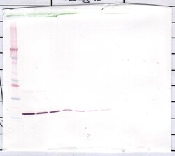 Invitrogen IL-1 beta Polyclonal Antibody, PeproTech , Invitrogen 100 &mu;g;