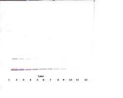 Invitrogen IL-2 Polyclonal Antibody, PeproTech , Invitrogen 100 &mu;g;
