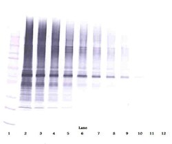 Invitrogen NAMPT Polyclonal Antibody, PeproTech , Invitrogen 50 &mu;g;