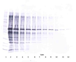 Invitrogen NAMPT Polyclonal Antibody, PeproTech , Invitrogen 50 &mu;g;