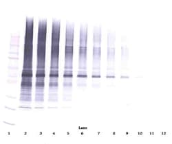 Invitrogen NAMPT Polyclonal Antibody, Biotin, PeproTech , Invitrogen 50
