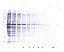 Invitrogen NAMPT Polyclonal Antibody, Biotin, PeproTech , Invitrogen 50