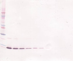 PeproTech IL-13 Polyclonal Antibody, PeproTech , Invitrogen:Antibodies:Primary