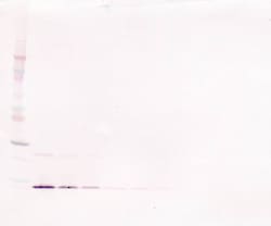 PeproTech IL-13 Polyclonal Antibody, PeproTech , Invitrogen:Antibodies:Primary