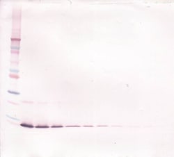 Invitrogen IL-13 Polyclonal Antibody, Biotin, PeproTech , Invitrogen 500