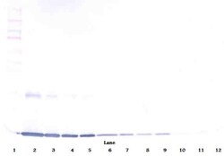 GM-CSF Polyclonal Antibody, Biotin, PeproTech , Invitrogen:Antibodies:Primary