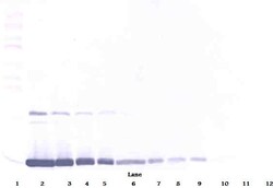 GM-CSF Polyclonal Antibody, Biotin, PeproTech , Invitrogen:Antibodies:Primary