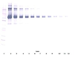 CD22 (soluble) Polyclonal Antibody, PeproTech , Invitrogen:Antibodies:Primary