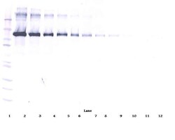 CD22 (soluble) Polyclonal Antibody, PeproTech , Invitrogen:Antibodies:Primary