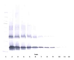 Invitrogen IL-2 Polyclonal Antibody, Biotin, PeproTech , Invitrogen 50