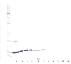 Invitrogen IL-2 Polyclonal Antibody, Biotin, PeproTech , Invitrogen 50