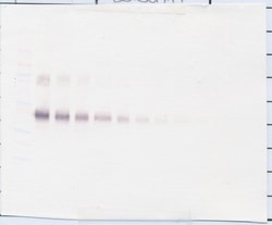 PeproTech CD25 (soluble) Polyclonal Antibody, PeproTech , Invitrogen 1