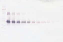 CD25 (soluble) Polyclonal Antibody, Biotin, PeproTech , Invitrogen:Antibodies:Primary
