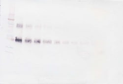 CD25 (soluble) Polyclonal Antibody, Biotin, PeproTech , Invitrogen:Antibodies:Primary
