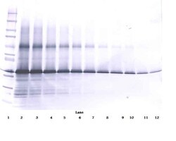 Invitrogen IGFBP3 Polyclonal Antibody, Biotin, PeproTech , Invitrogen 500