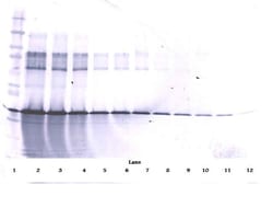 Invitrogen IGFBP3 Polyclonal Antibody, Biotin, PeproTech , Invitrogen 500