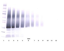 Invitrogen IGFBP5 Polyclonal Antibody, PeproTech , Invitrogen 100 &mu;g;