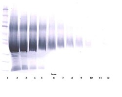 Invitrogen IGFBP5 Polyclonal Antibody, PeproTech , Invitrogen 100 &mu;g;
