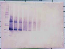 Invitrogen IGFBP5 Polyclonal Antibody, Biotin, PeproTech , Invitrogen 25