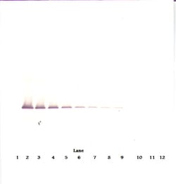 IGFBP7 Polyclonal Antibody, PeproTech , Invitrogen:Antibodies:Primary Antibodies