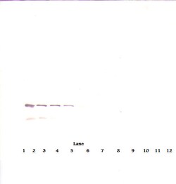 IGFBP7 Polyclonal Antibody, PeproTech , Invitrogen:Antibodies:Primary Antibodies