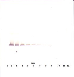 Invitrogen IGFBP7 Polyclonal Antibody, Biotin, PeproTech , Invitrogen 50