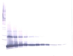 Invitrogen GDF3 Polyclonal Antibody, PeproTech , Invitrogen 1 mg; Unconjugated:Antibodies,