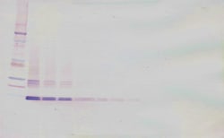 Invitrogen GDF3 Polyclonal Antibody, Biotin, PeproTech , Invitrogen 25