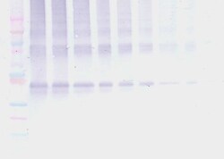 Invitrogen Nanog Polyclonal Antibody, PeproTech , Invitrogen 100 &mu;g;
