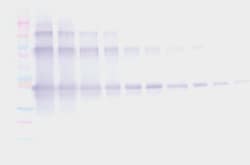 Invitrogen Nanog Polyclonal Antibody, PeproTech , Invitrogen 100 &mu;g;