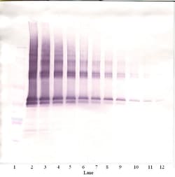 Invitrogen Nanog Polyclonal Antibody, Biotin, PeproTech , Invitrogen 50